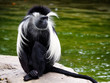 Angolan Colobus Monkey Sitting by Water