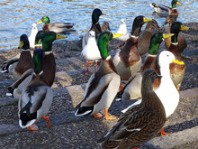 A Flock Of Many Ducks