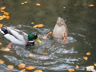 diving ducks half