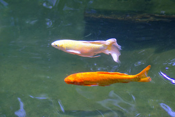 two goldfish in aquarium 