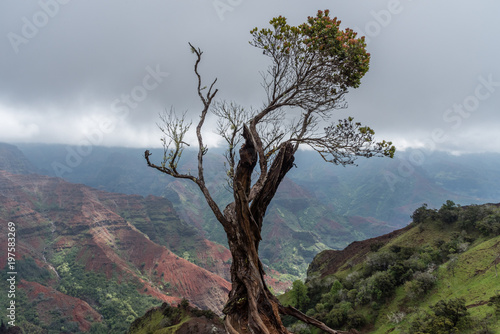 Fotografie, Obraz Solitary tree at the edge of the Waimea Canyon on Kauai, Hawaii, in winter