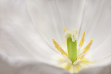 Blossoming Bud Of The White Tulip, View Inside On Pestle. Closeup, Selective Focus
