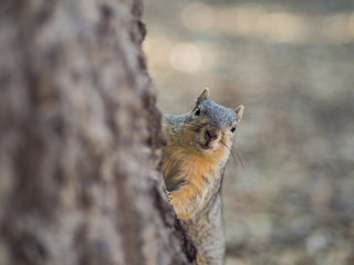 Close up shot of a cute little squirrel