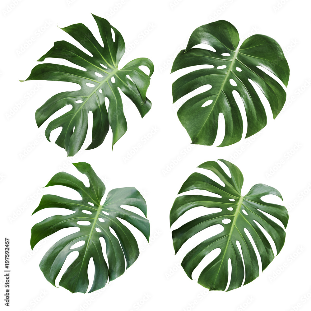 Monstera deliciosa tropical leaf isolated on white background - obrazy, fototapety, plakaty 