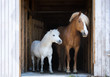 Two horses in a stable. 