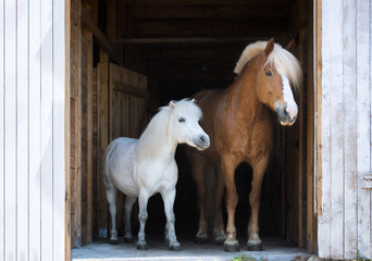 two horses in a stable.