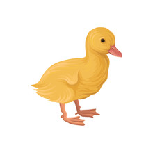  Ute Little Yellow Duckling, Poultry Breeding Vector Illustration On A White Background