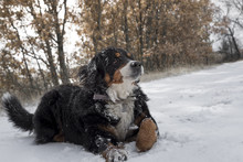 Happy Lovely Bernese Mountain Dog Have Fun In The Snow Forest Winter