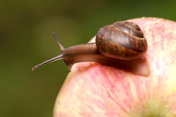 Snail on an apple.