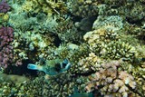 Fototapeta Do akwarium - the underwater world of the coral of the Red Sea