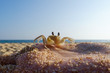 © Viktor Koldunov - Small Crab on hand of caucasian woman on blue sky background. Cute marine animal
