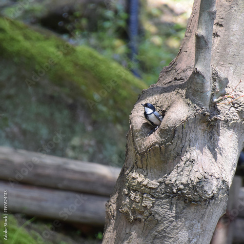 Japanese Great Tita Tit Bird In Front Of Nest 巣穴から顔を出すシジュウカラ Stock Photo Adobe Stock