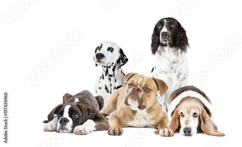 Plakaty Psy  w-grupie-razniej-psy-roznych-ras-na-bialym-tle