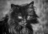 Fototapeta Koty - Black and white monochrome image of an old mean cat with attitude