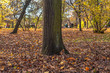 ruda wiewiórka pod drzewem w parku, słoneczny jesienny dzień
