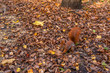 mała ruda wiewiórka szukająca pożywienia w liściach