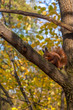 Dzika wiewiórka na drzewie w parku trzymająca orzech