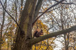 Wiewiórka na drzewie z orzechem w łapkach
