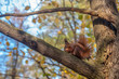 Czerwona wiewiórka na gałęzi  trzymająca orzech