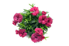 Purple Pink Dianthus Flower In Flowerpot. Potted On White Isolated Background