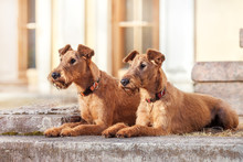 Two Irish Terrier To Lie Close Against The Building.
