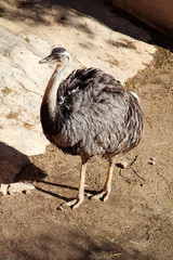 Portrait eines Strauß, Emu, Nandu 