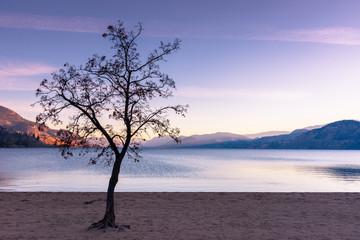 Wall Mural - Leafless tree silhouetted against sunset sky, mountains, lake, and beach in autumn