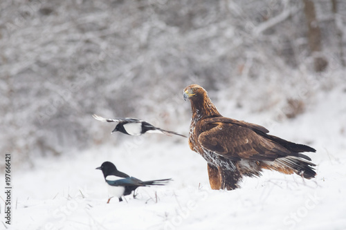 Fotografie, Tablou Young Golden Eagle portreture surrounded by common magpies in winter conditions