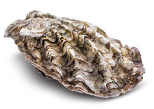 Fresh Oysters Isolated With Shadow On White Background