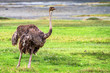© Yakov - Female African ostrich in savannah