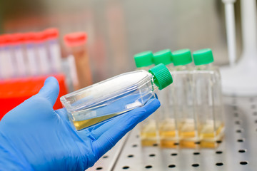 Wall Mural - Cell culture flasks in laminar flow. Photo taken from laminar interior.