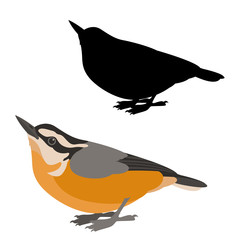 Wall Mural - nuthatch bird  vector illustration flat style silhouette