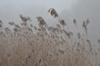 Polska zima, suche trawy we mgle