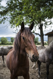 Fototapeta Konie - Pferde, Horses