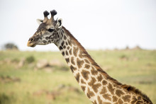 Close-up Of Giraffe On Field