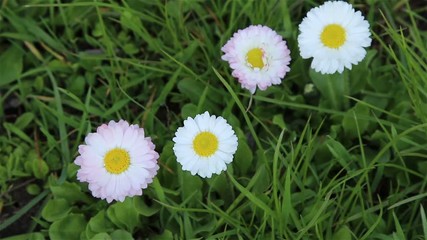 Sticker - Blossoming wild field flowers, nature background.
