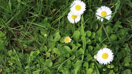 Sticker - Blossoming wild field flowers, nature background.
