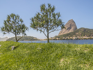 2 trees and the Beautiful Landscape of Botafogo