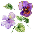 Beautiful botanic set (vivid purple viola flowers and leaves). Colorful violet flower and green leaves isolated on white background. Watercolor painting.