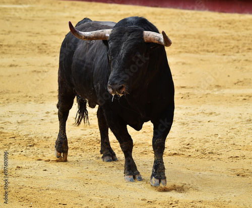 Toro En Corrida De Toros En Espana Buy This Stock Photo And Explore Similar Images At Adobe Stock Adobe Stock