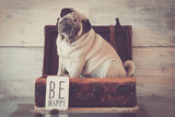 Fototapeta Psy - vintage luggage with nice pug dog inside