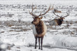 Winter Elk