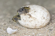 © Westend61 - Hermann's tortoise, Testudo hermanni, hatching