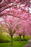 Fototapeta Przestrzenne - Pink blühende Kirschbäume