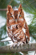 Eastern screech owl (red morph) perched on a branch