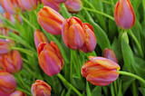 Fototapeta Tulipany - The tulip