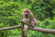 Adult Monkey in Mount Emei, Sichuan Province, China