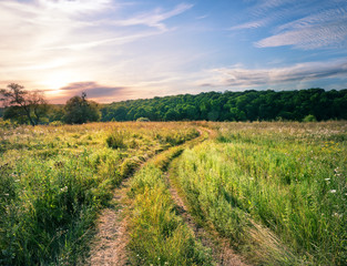 Wall Mural - country road in field with green grass