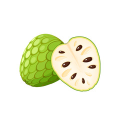 Wall Mural - Summer tropical fruits for healthy lifestyle. Cherimoya, whole fruit and half. Vector illustration cartoon flat icon isolated on white.