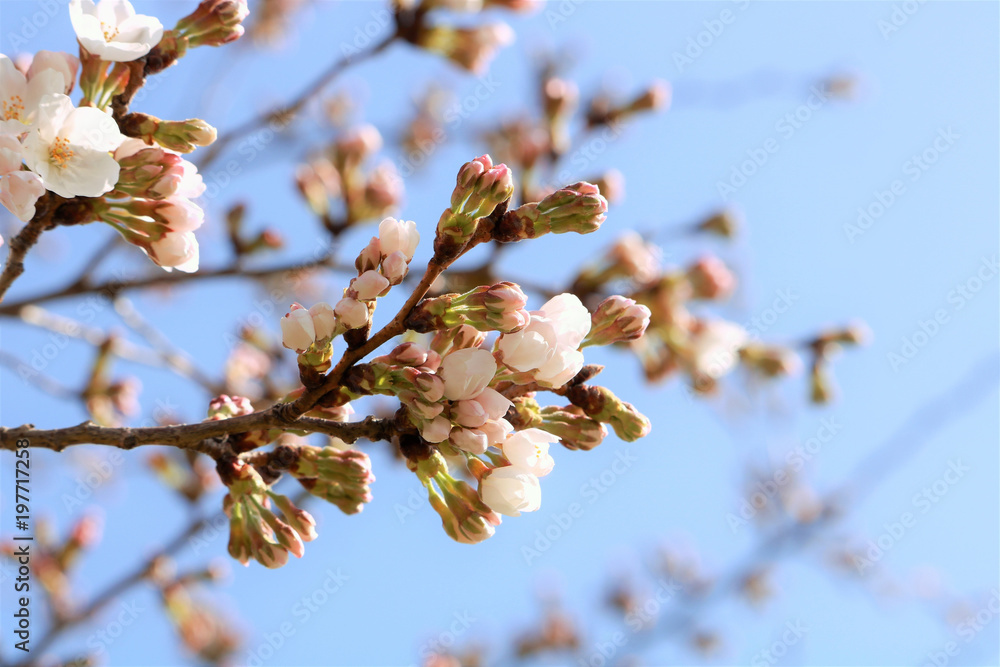開花前の桜のつぼみ の Stock フォト | Adobe Stock